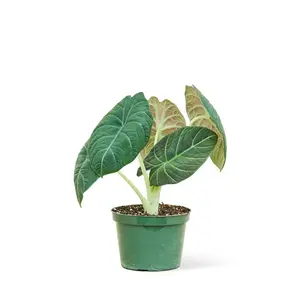Alocasia 'Grey Dragon', Medium