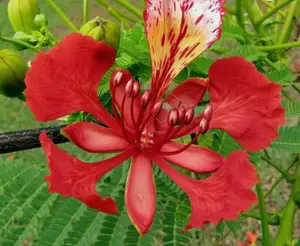 Delonix regia | Royal Poinciana | Flamboyant Flame Tree | Gulmohar | 5_Seeds