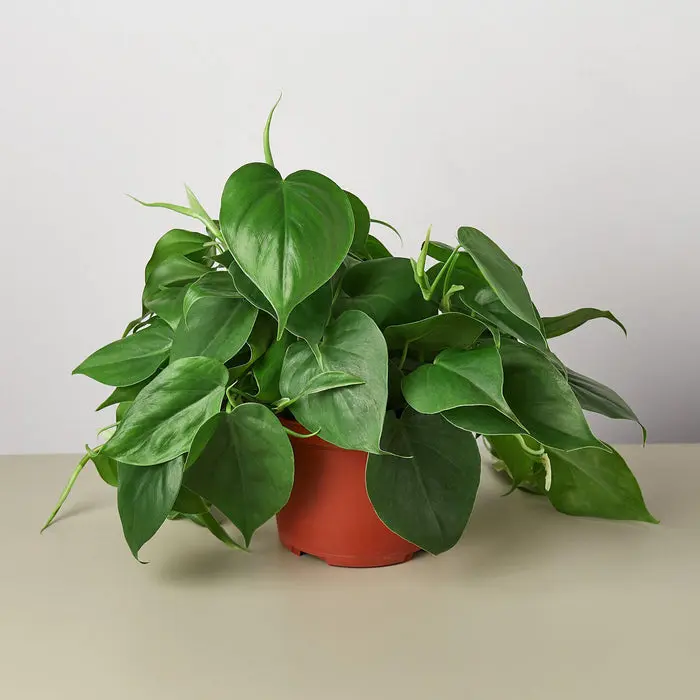 Philodendron Cordatum 'Heartleaf' 4" Pot