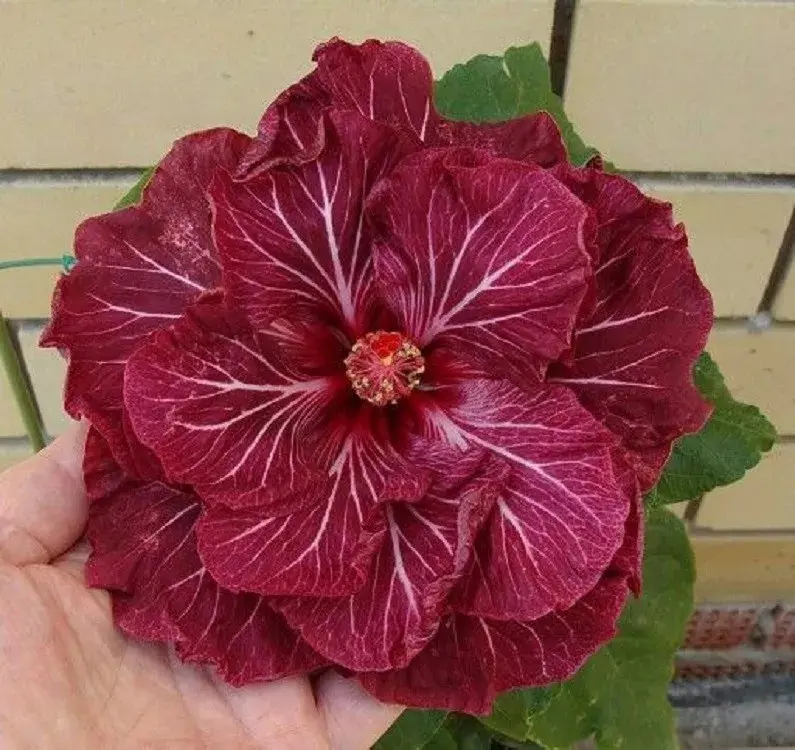 20 Double Dark Pink Hibiscus Seeds Perennial Flower Garden Exotic Hardy Seed