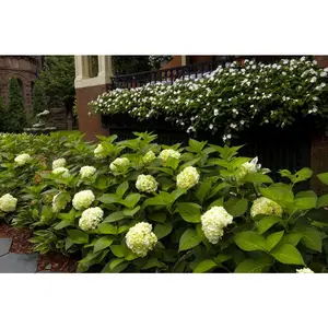 HYDRANGEA M. 'BLUSHING BRIDE'  G2