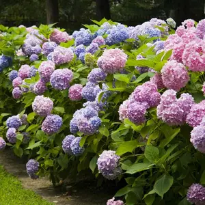 Hydrangea Seeds, Perennial, Non-GMO Stunning Perennial Blooms for a Vibrant Garden
