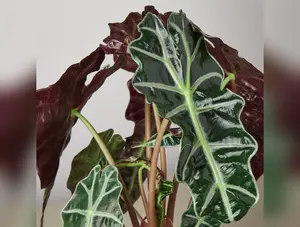 Alocasia Polly 'African Mask'