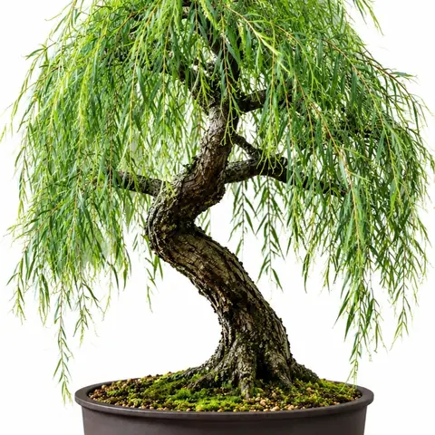 CZ GRAIN Dwarf Weeping Willow Tree Bonsai Cutting - Large Curved Trunk Live Cutting, Easy-to-Root Beginners’ Bonsai Starter, Live House Plant, Bright-Indirect Ok, Easy to Care for, Potted Indoor Desk/Shelf Plant, Gifting to Nature Lovers