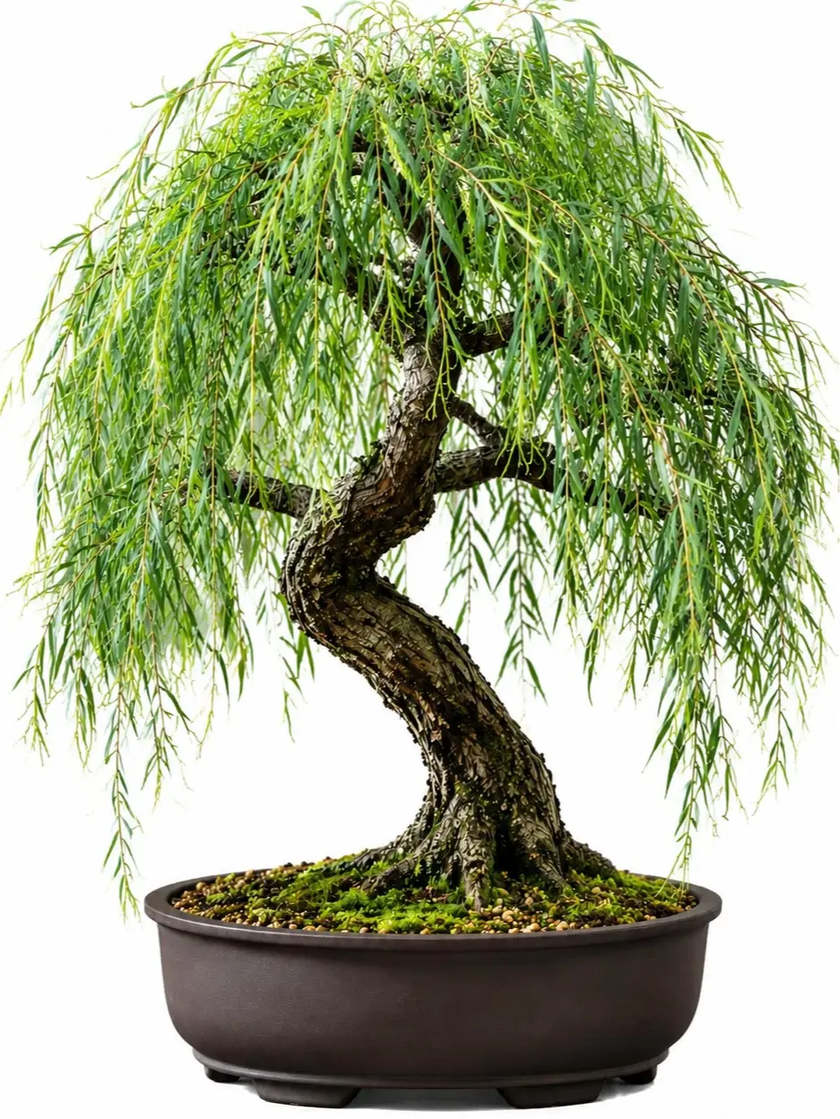 Bonsai Dwarf Weeping Willow Tree Cutting | Large Thick Trunk Live Willow Cutting | Easy-to-Root Bonsai Starter