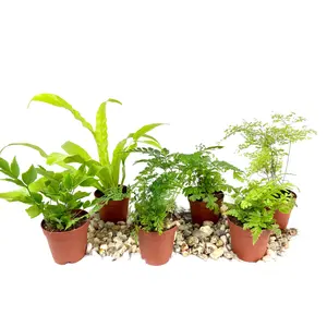 Mini Fairy Garden - Terrarium Fern Assortment - 6 Live Plants in 2 Inch Pots - Rare Ferns from Florida - Growers Choice Based On Health, Beauty and Availability