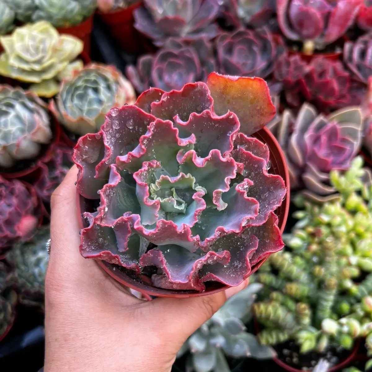 Echeveria Aquarius 4” Pot - Echeveria Plant with Red Leaves, Ideal for Home Decor and Ornaments
