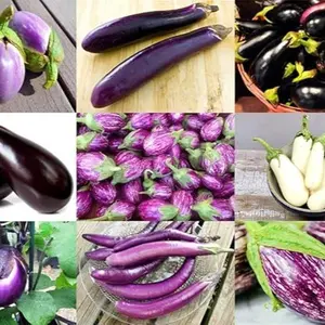 Mix 30 Eggplant Mix Seeds 11 Varieties Aubergine, Asian, European, Italian, White, Profilic, Super Delicious