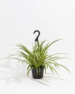 Spider Plant