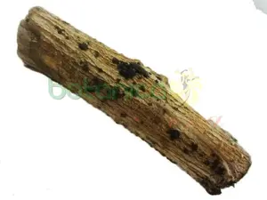 Palo Caballero 3.5" - 5" Aprox.