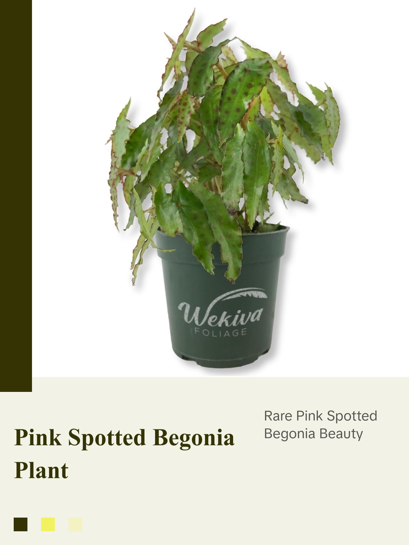 Pink Spotted Begonia - Live Plant in a 4 Inch Pot - Begonia Amphioxus - Rare and Beautiful Tropical Indoor Houseplant - Air Purifying