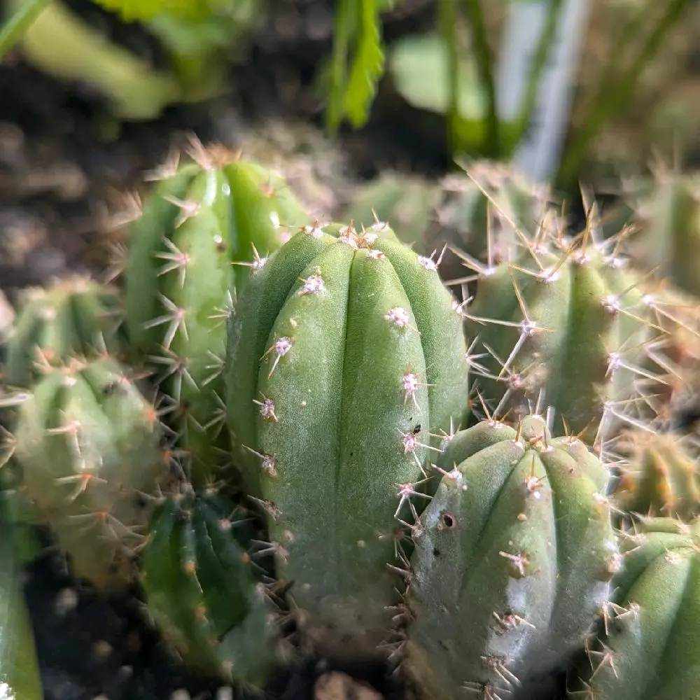 Malo 4 Open Pollinated Cactus Seedling (1 Cactus)