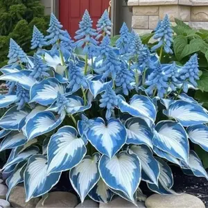 800 pcs Hosta Seeds – Easy-to-Grow Perennials for Shaded Garden Corners
