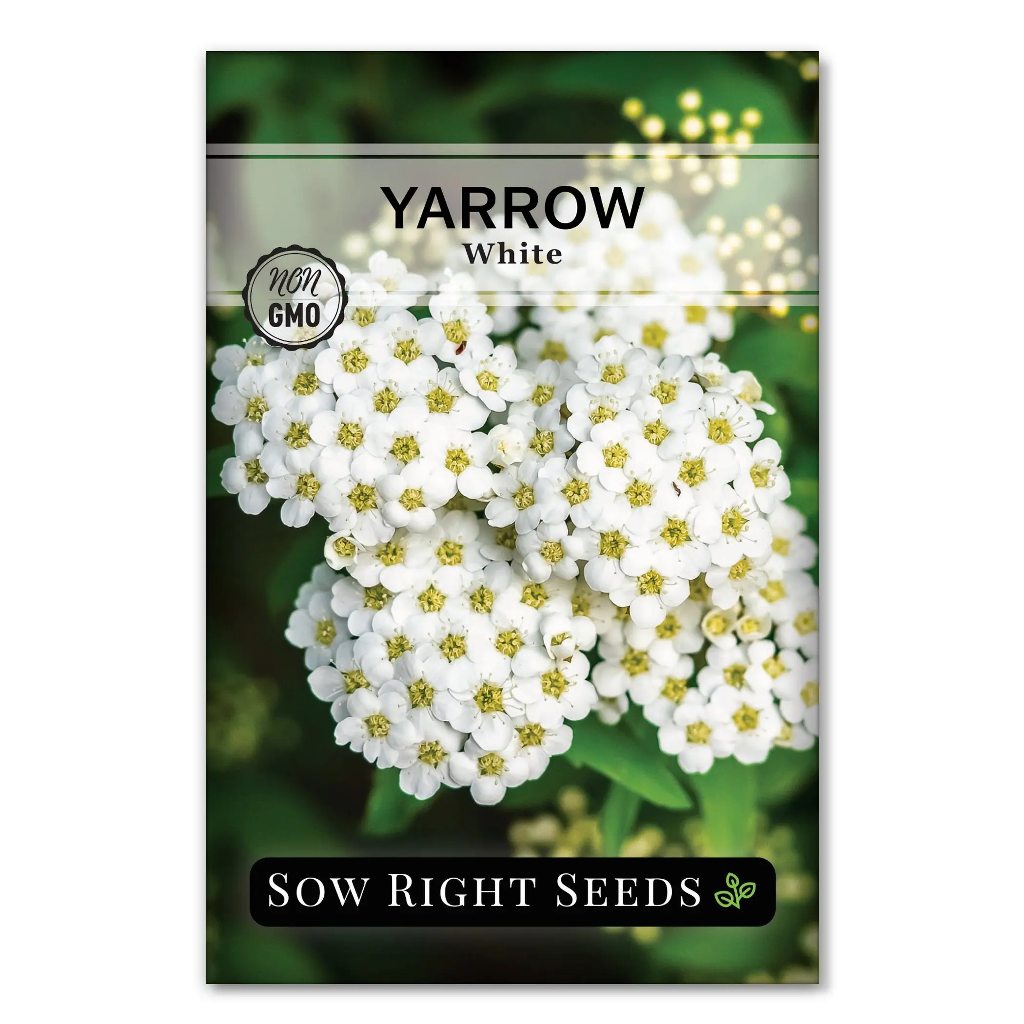 Common Yarrow Seeds