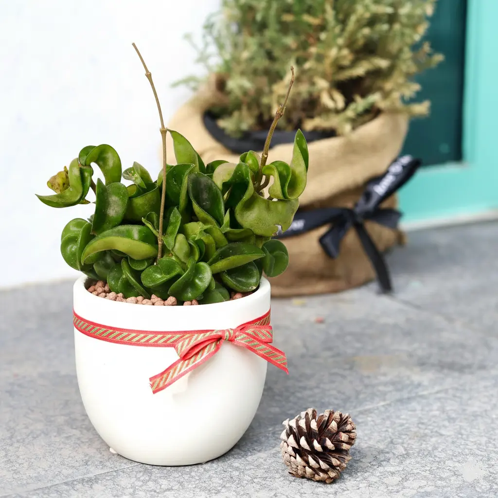Hoya Rope Plant
