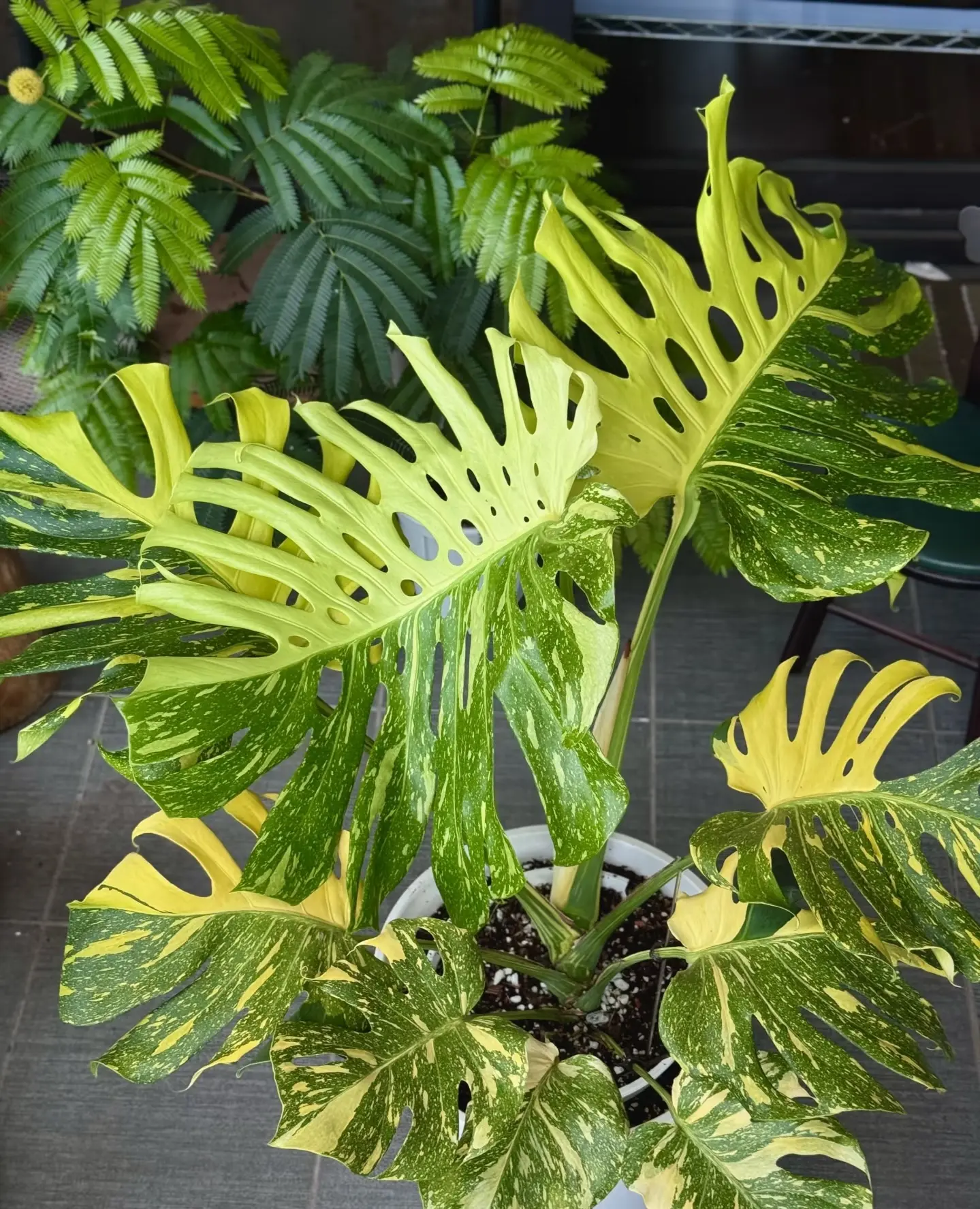 Rare Monstera Electro Light Live Plant 2-Inch Pot | Yellow Variegated Monstera | Collector Aroid