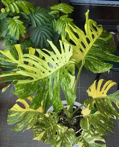 Rare Monstera Electro Light Live Plant 2-Inch Pot | Yellow Variegated Monstera | Collector Aroid