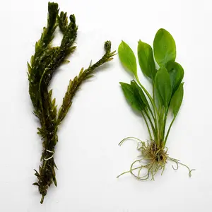 Anacharis & Amazon Sword Live Aquarium Plant Bundle | Easy Freshwater Plants for Betta, Shrimp & Community Tanks