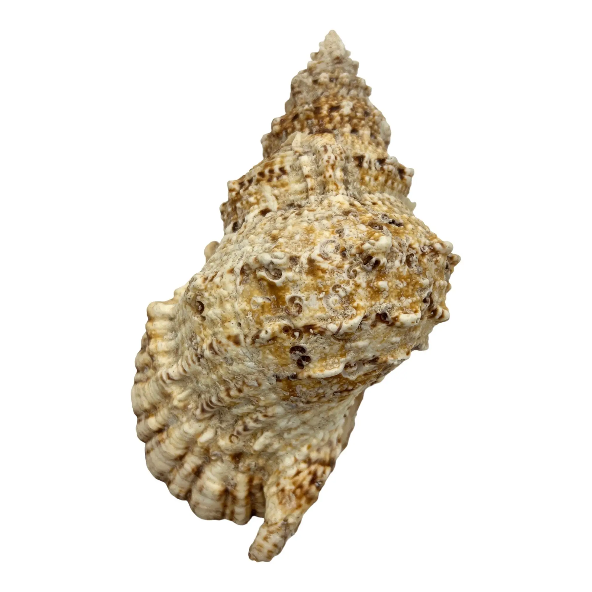 Giant Frog Shell (9-10") - Large Seashell Decor