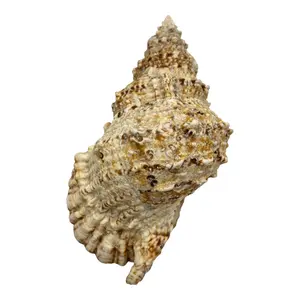 Giant Frog Shell (9-10") - Large Seashell Decor