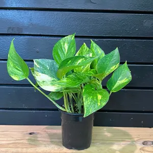 EPIPREMNUM AUREUM GOLDEN POTHOS 4 INCH POT