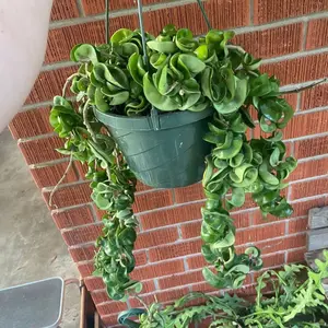 Hoya Compacta- 8 inch pot, “rope”, easy care