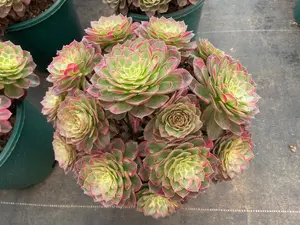 Aeonium Kaleidoscope Variegated