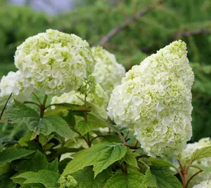 White Oakleaf Hydrangea Live Plant, Hydrangea Bush Perennial, Hydrangea Tree Shrub Plant in 4 In Pot, Well-Rooted Plant
