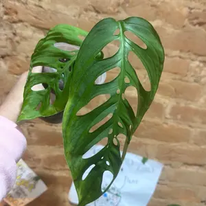 monstera esqueleto