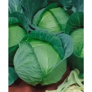 Danish Ballhead' Cabbage Seeds,