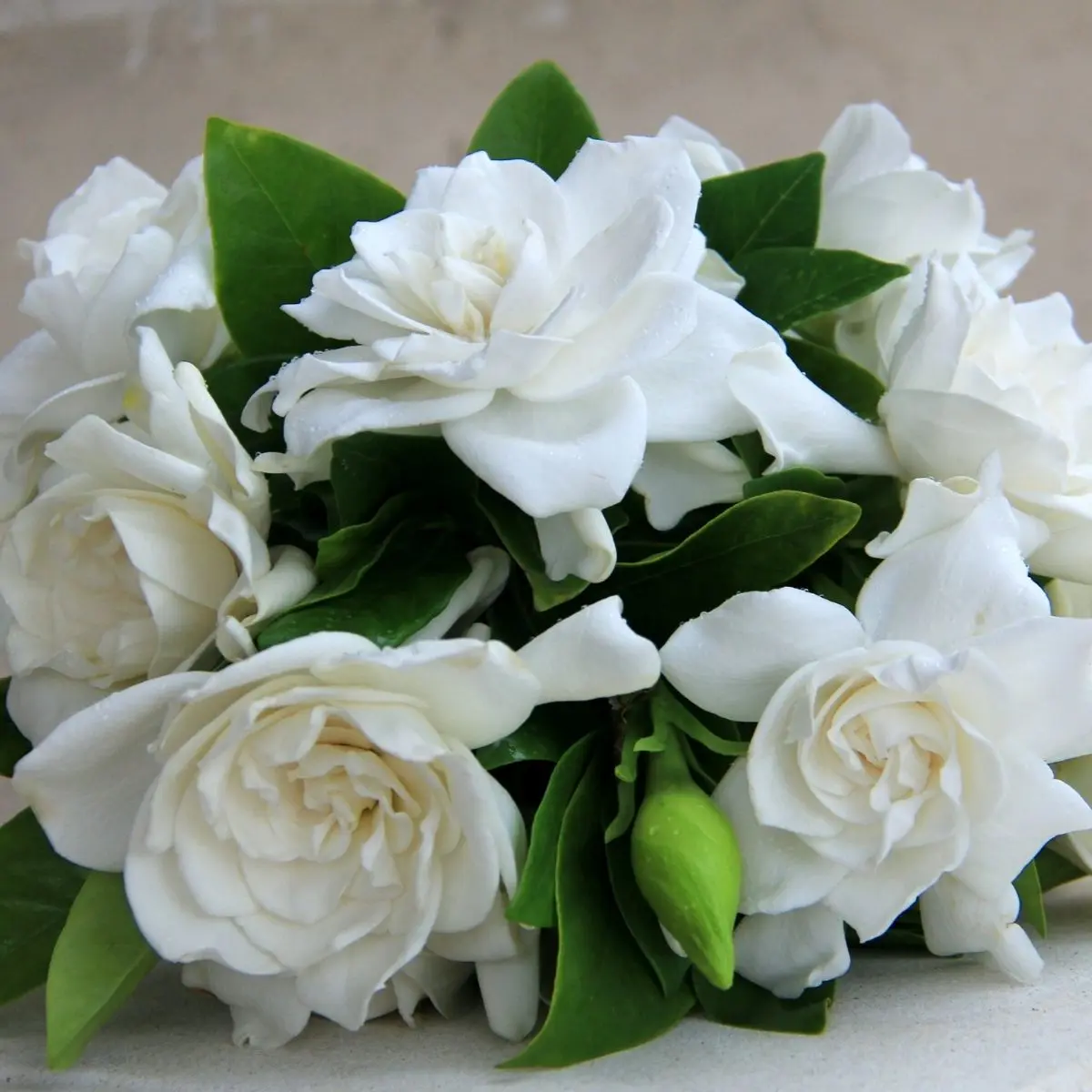 Gardenia Ultra - Candle Fragrance Oil For Candle Makers