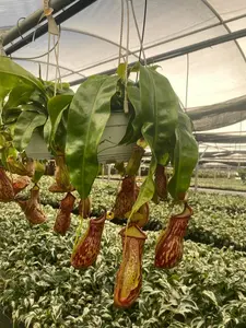 Nepenthes St. Gaya Carnivorous Pitcher Plant for Indoor Air Purification and Exotic Appeal