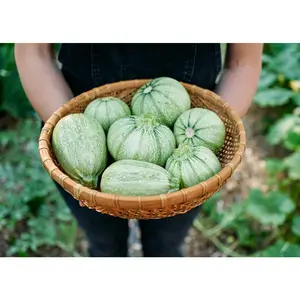 Ronde de Nice - Summer Squash Seeds