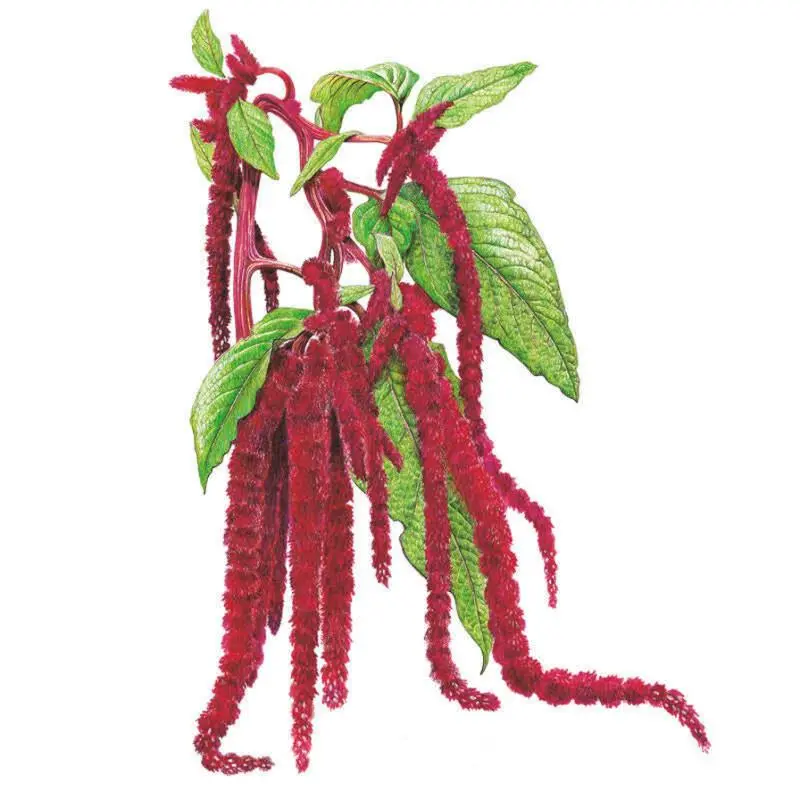 Love-Lies-Bleeding Amaranth Flower Seeds, Garden Plant Seeds for Outdoor Garden with Long-Lasting, Long-Week Blooms
