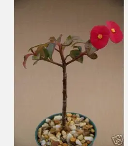 Euphorbia Geroldii @@ spineless red flower rare succulent exotic plant cacti 4"