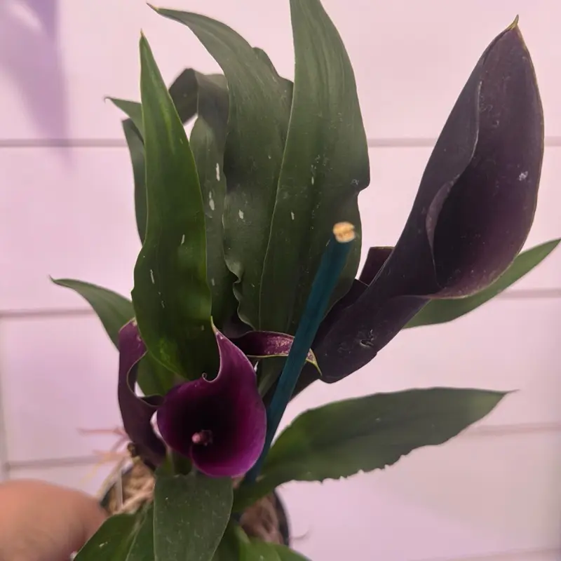 Calla Lilly black