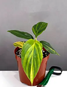 Variegated Shell Ginger