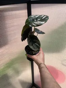 Alocasia cuprea 'Red Secret'