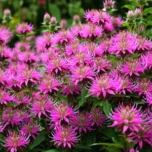 Green River 100 Bubble Gum Blast Bee Balm Seeds - Perennial Flower Seed Pack, Vibrant Candy Pink Blooms For Pollinator Beds, Cottage Borders, And Fragrant Herbal Gardens