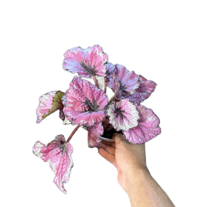 Begonia Rex ‘Kotobuki’ - 4 inch