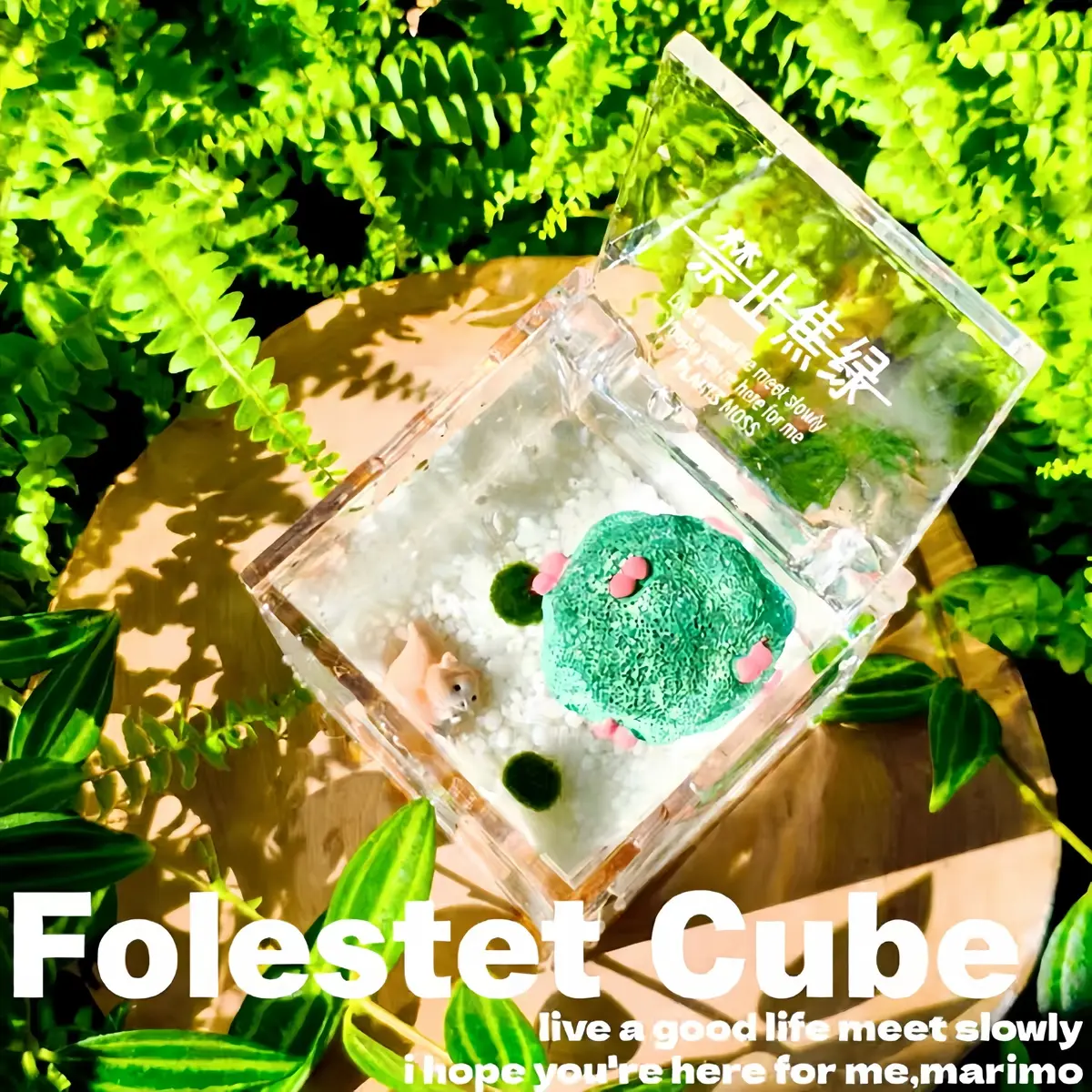 Cute Cube Terrarium with Marimo Moss Ball: Your Perfect Mini Garden, Low-Maintenance & Self-Sustaining Ecosystem, Complete Habitat Kit for Low Light Desks, Soothing Micro Landscape for Home & Office Focus (Includes LIVELY Moss Ball Pet)