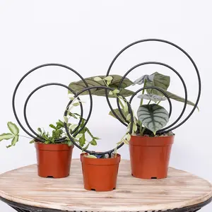 Hoya Trellis Set of 3 Round Climbing  Supports - Small, Medium, Large - Sturdy Metal for Indoor & Outdoor Potted  - Easy Tool-Free Assembly -  Choice for  Enthusiasts