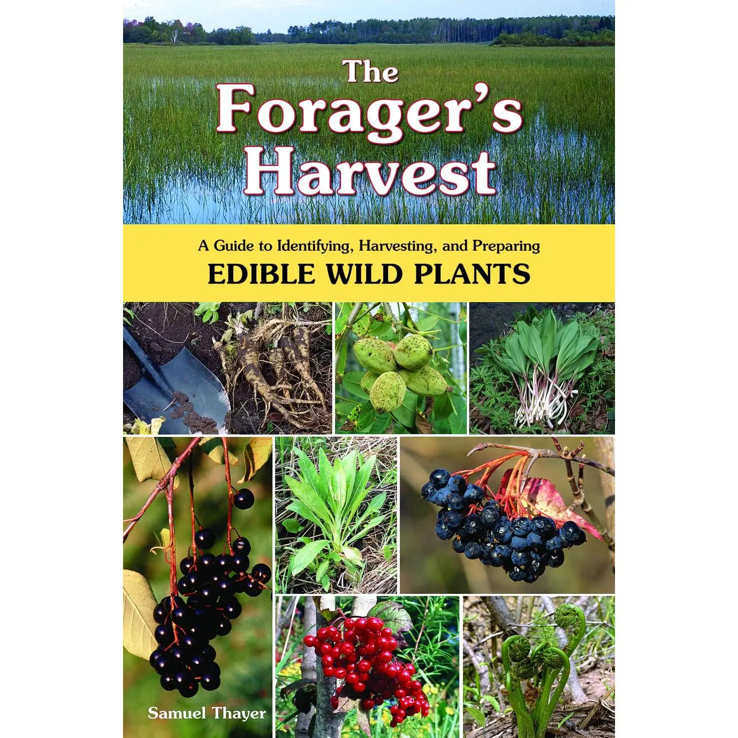 The Forager's Harvest: A Guide to Identifying, Harvesting, and Preparing Edible Wild Plants -- Samuel Thayer - Paperback