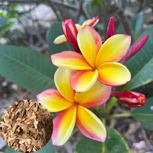 10 Pcs Light Pink Yellow Plumeria Seeds - Flower Seed Pack, Premium Tropical Blooms, Perennial Garden Beauty, Plant Plumeria Seeds Outdoors or in Pots
