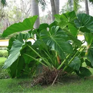 Monster Philodendron Giganteum 2-3ft live plant - Yautía Cimarrona - Giant Philodendron - Elephant Ear Philodendron
