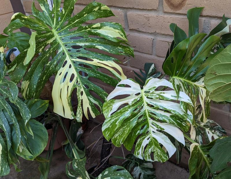 Philodendron Monstera Thai Constellation 4-6 Inch Tall Variegated Monstera Plant