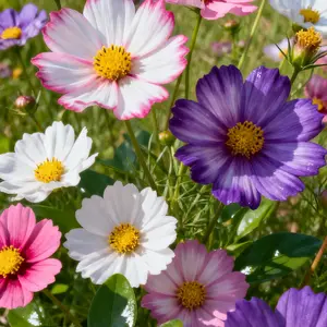 100 Cosmos Mix Seeds – Long-Blooming, Easy-Grow Garden Flowers in Pink, White & Magenta (Seeds Only)
