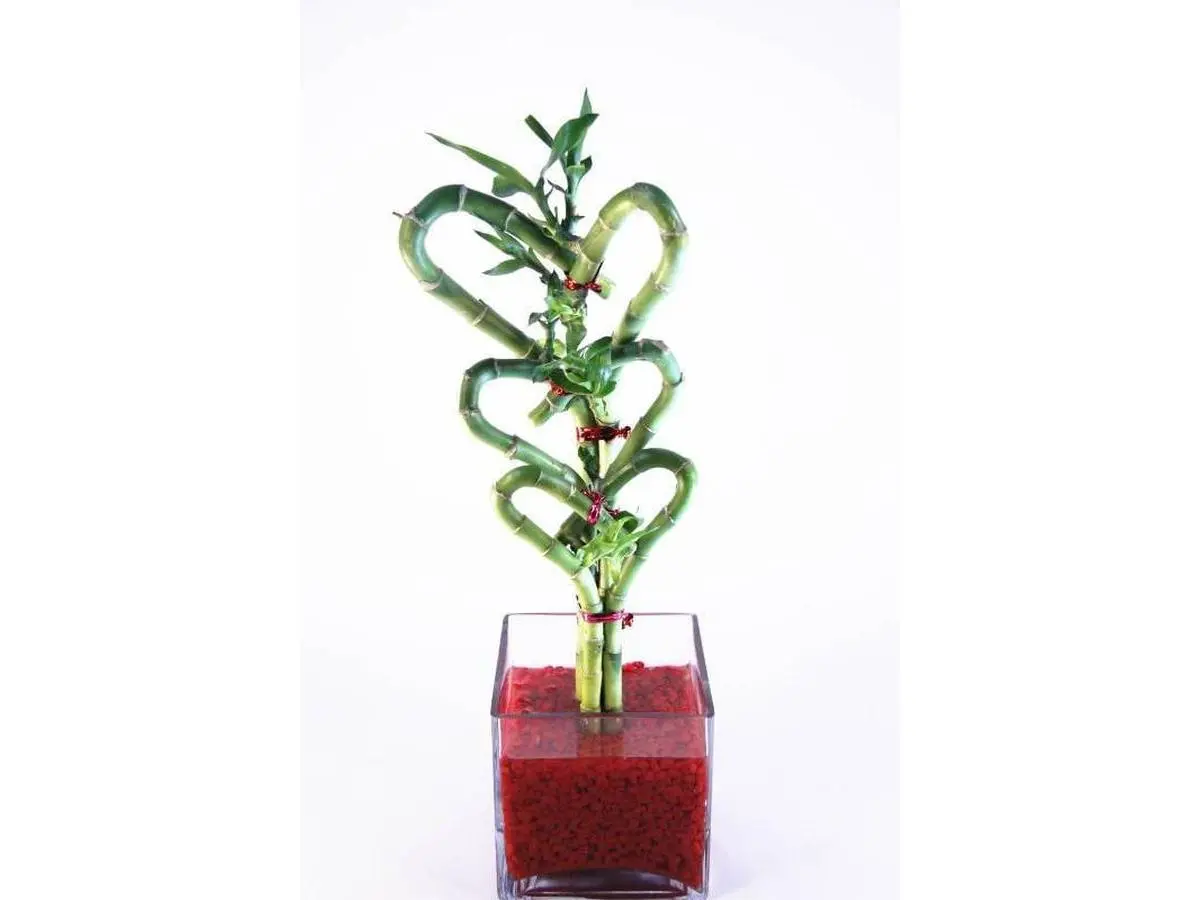 3 Staggered Triple Heart Bamboo & Red Rock Container