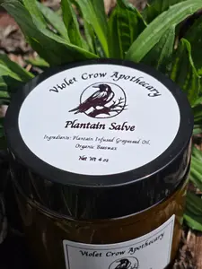 All Natural Plantain Salve: Garden Harvested Plantain with Organic Beeswax