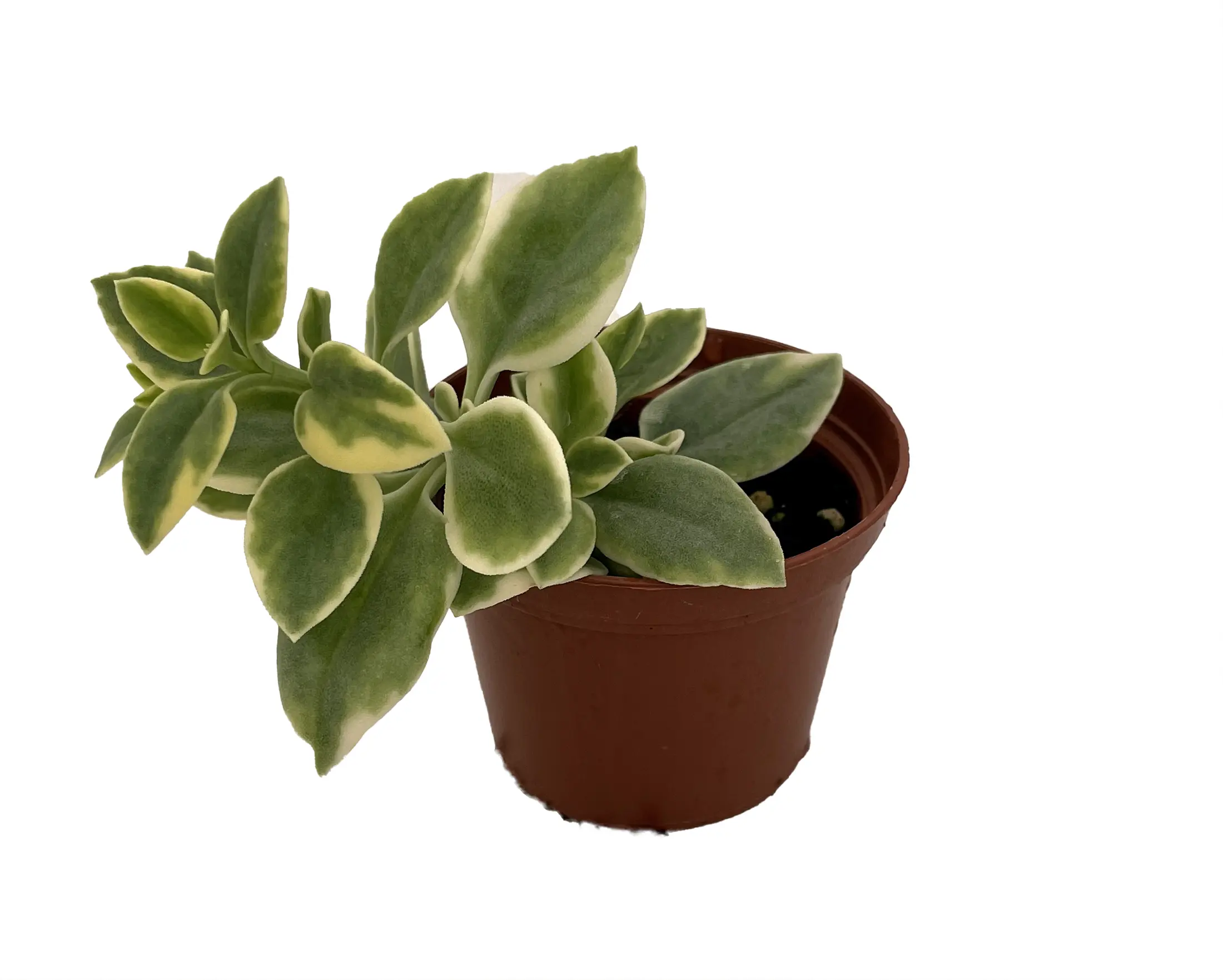 ferm living plant box accessories Ferm Living - Tray for Plant Box - Wood